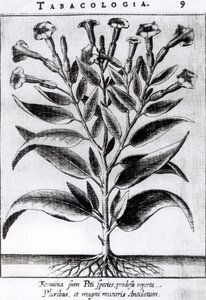 Una Pianta di Tabacco, 1622 da English School